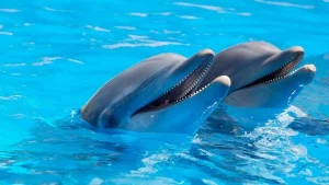 Delfinlar